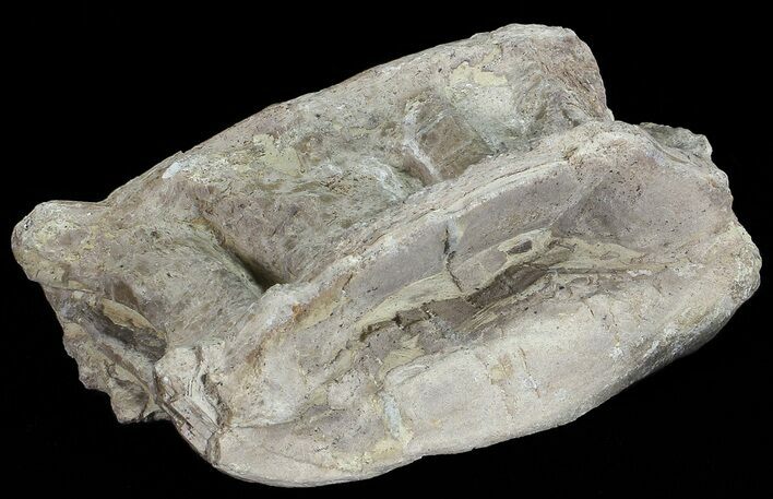 Xiphactinus (Cretaceous Fish) Vertebra - Kansas #68973